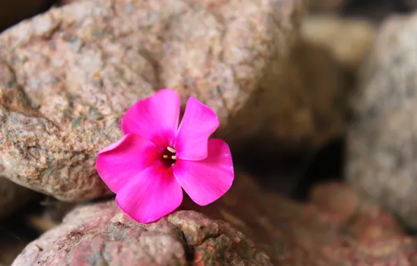 Flower, life, Wallpaper, stone