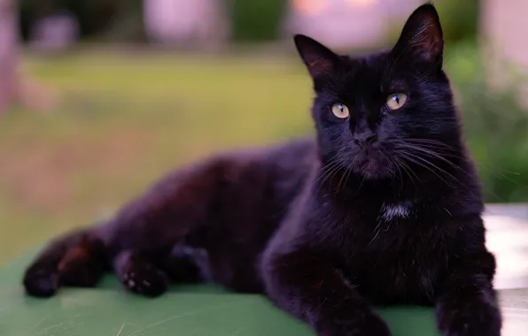 Picture cat, cat, black, lies