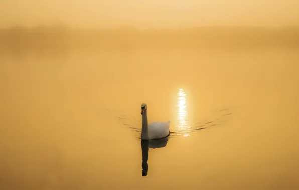 Picture nature, lake, Swan