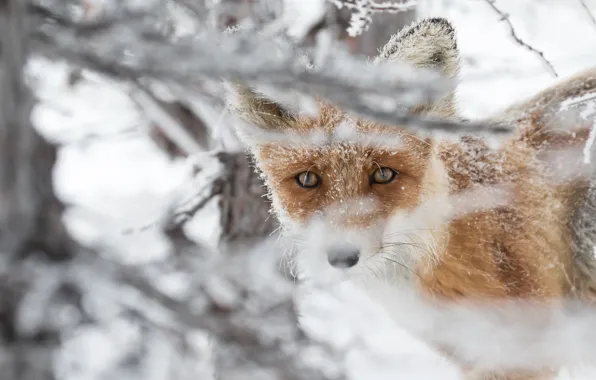 Picture look, face, snow, Fox, red, bokeh