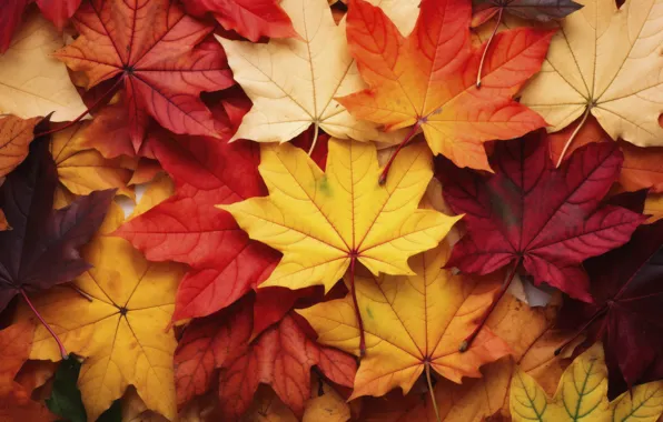 Autumn, leaves, background, texture, colorful, autumn, leaves, maple