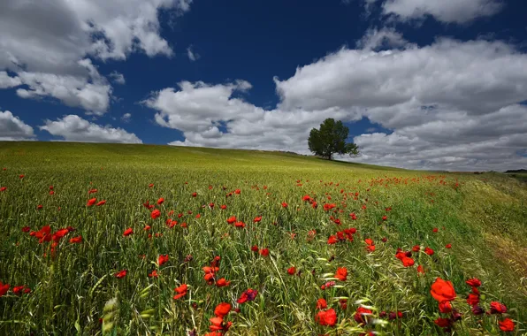 Picture wheat, field, summer, the sky, flowers, blue, Maki, ears