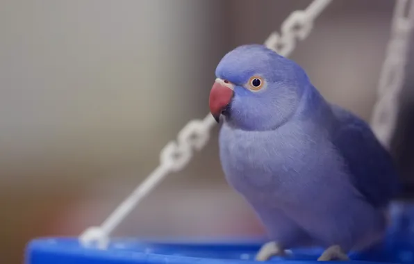Picture parrot, blue, bird