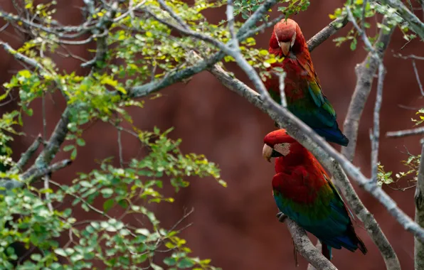 Birds, branches, background, foliage, parrot, pair, red, parrots