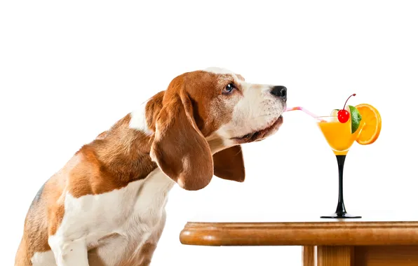 Picture table, dog, humor, cocktail, white background, tube