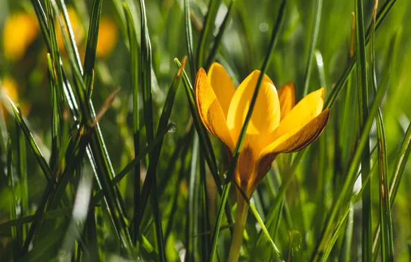 Greens, grass, macro, light, flowers, yellow, spring, crocuses