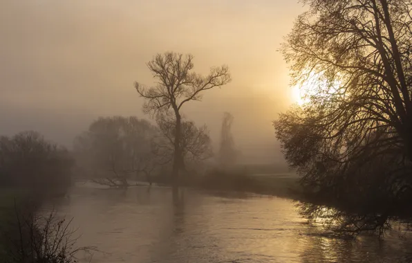 The sun, trees, branches, fog, lake, pond, shore, morning