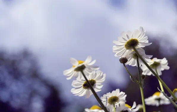 Flowers, nature, spring