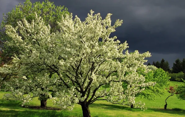 Summer, nature, photo, tree, flowering