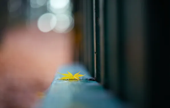 Autumn, leaves, the fence