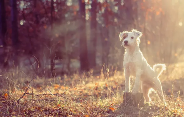 Picture look, each, dog