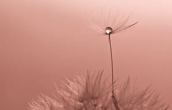 Water, dandelion, drop, Flower