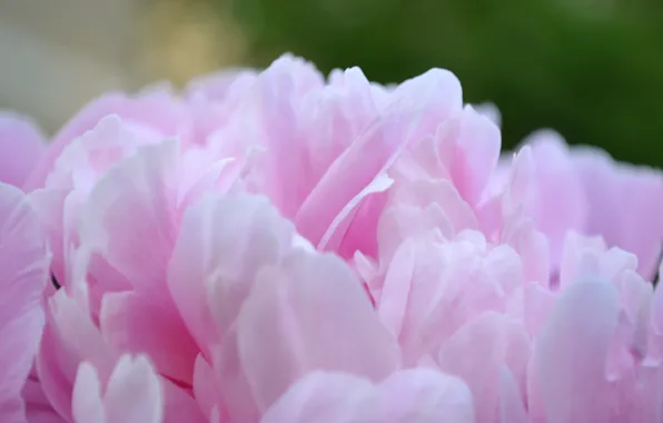 Flower, pink, pink, peony, pion
