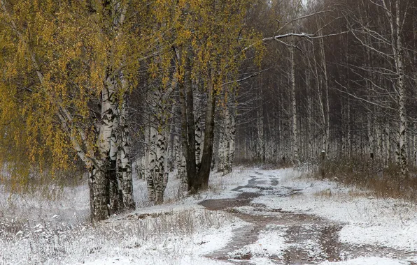 Picture road, autumn, snow, birch