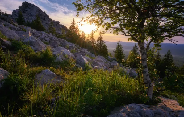 Grass, mountains, stones, tree, ate, slope, birch