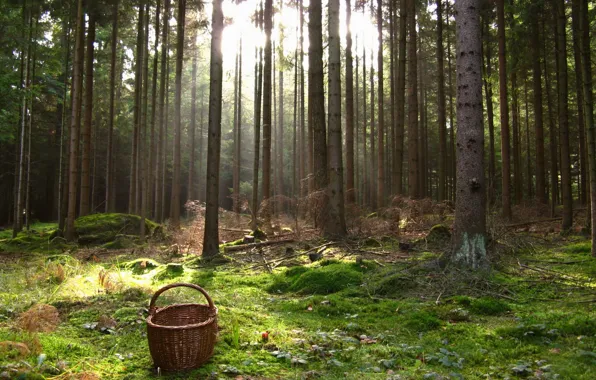 Picture FOREST, LIGHT, MOSS, TREES, BASKET, BASKET, RAYS, TRUNKS