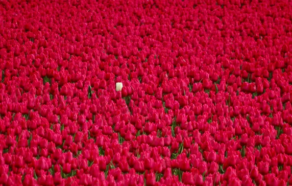 Field, tulips, Netherlands, buds, plantation, red tulips, white Tulip
