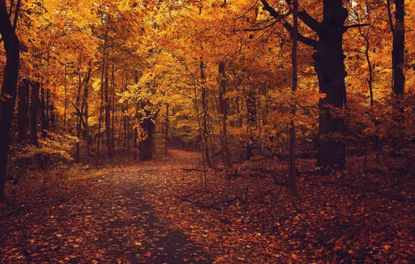 Picture road, autumn, forest, asphalt, leaves, trees, branches, nature