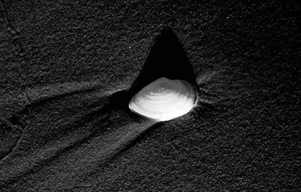 Sand, shell, black and white