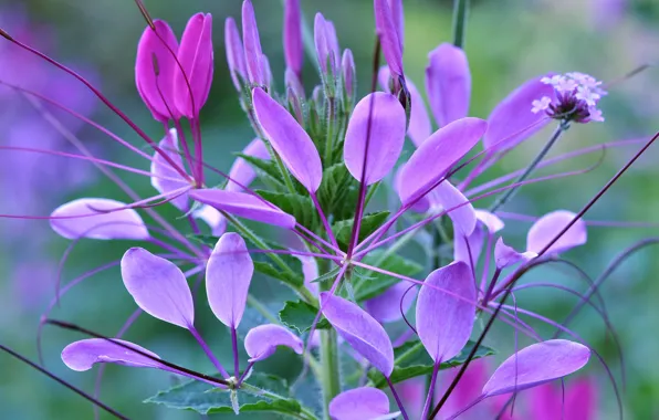 Picture leaves, macro, flowers, plant