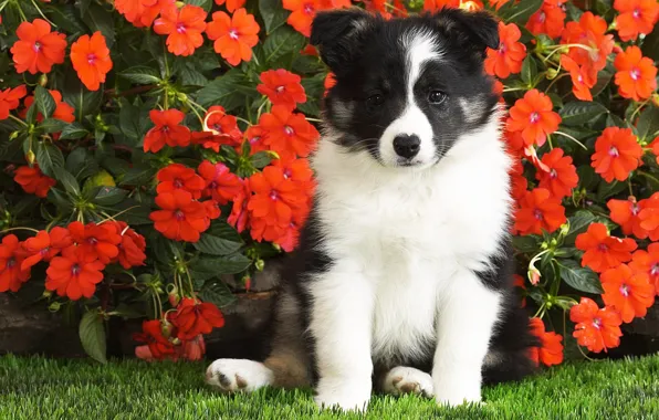 Picture flowers, puppy, luchok