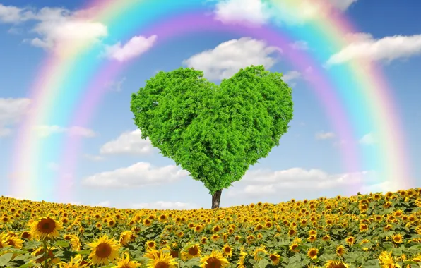 Field, sunflowers, tree, heart, spring, rainbow, love, field