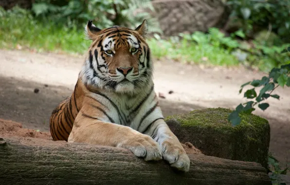 Cat, tiger, stone, moss, log, Amur