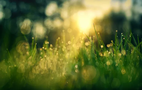 Grass, macro, Rosa, bokeh, sunlight