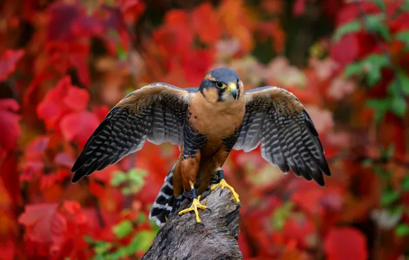 Picture background, bird, wings, Aplomado Falcon, South Mexican Falcon