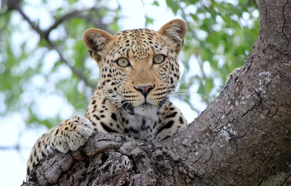 Look, tree, stay, leopard