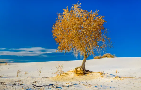 Picture sand, autumn, the sky, tree