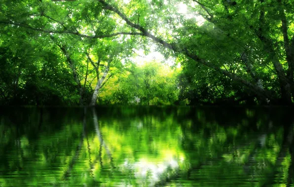 Green, forest, river, trees, nature, water, beauty