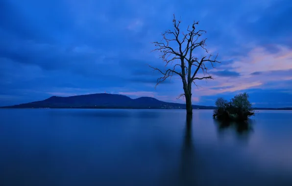 Picture lake, tree, mountain, the evening, twilight