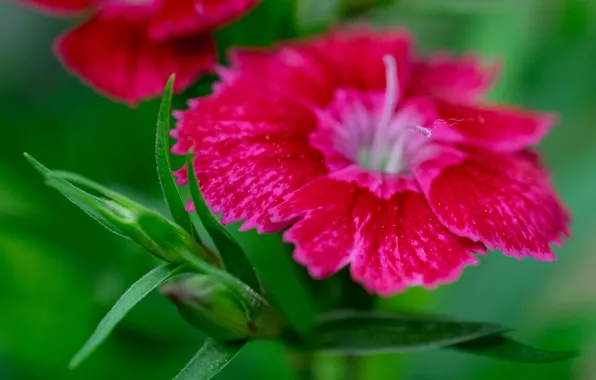 Picture macro, carnation, bokeh, rosebud