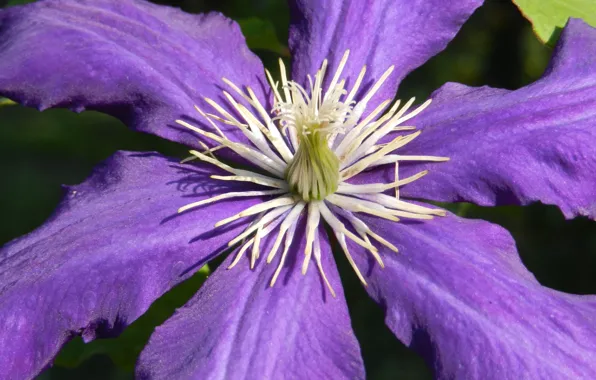 Flower, purple, summer, macro, clematis