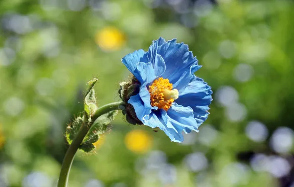 Picture summer, meconopsis, blue poppy