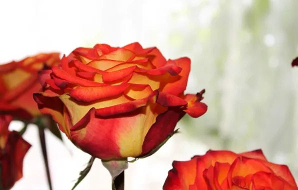 Picture flowers, orange, roses