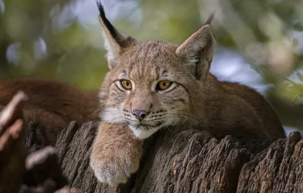 Wallpaper look, face, paw, lynx, wild cat images for desktop, section ...