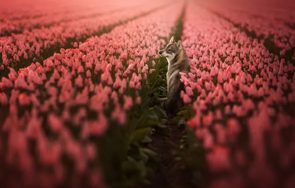 Field, look, leaves, flowers, nature, pose, dog, blur
