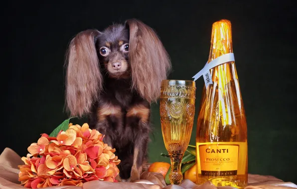 Look, flowers, pose, wine, glass, bottle, dog, fabric