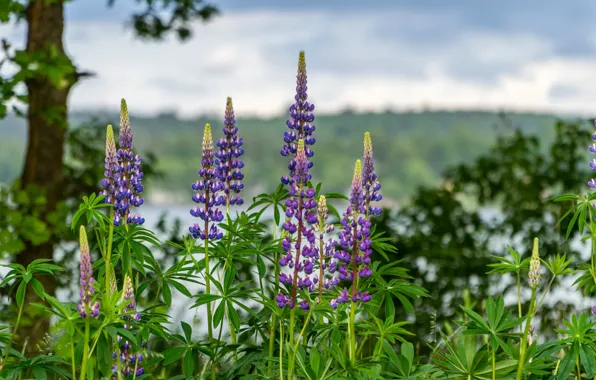 Greens, summer, the sky, leaves, flowers, nature, tree, shore