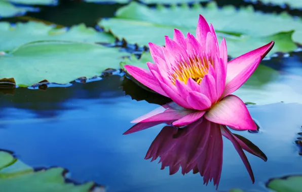 Picture flowers, lake, Lotus, pink, flowers, lake, lotus, water lilies