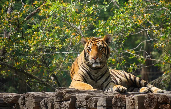 Look, face, nature, tiger, pose