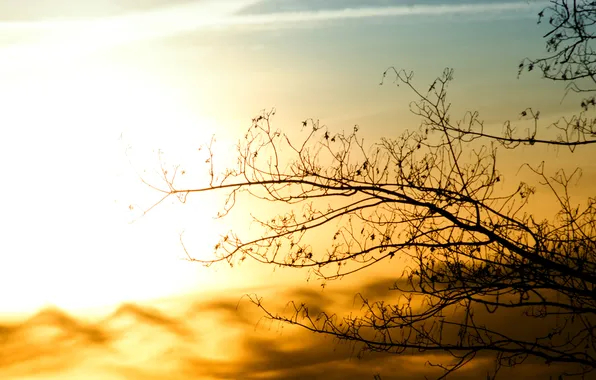 Sunset, tree, branch, the evening, silhouette
