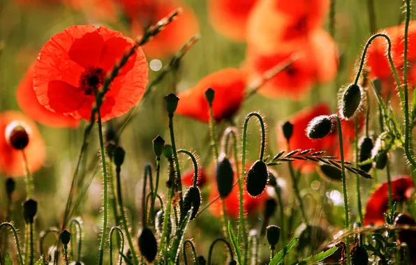 Light, glare, Maki, petals, red, blooming, grass, in the field