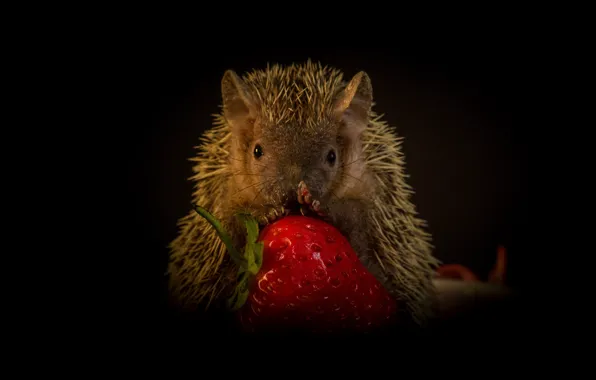 Look, portrait, strawberry, berry, muzzle, hedgehog, black background, sitting
