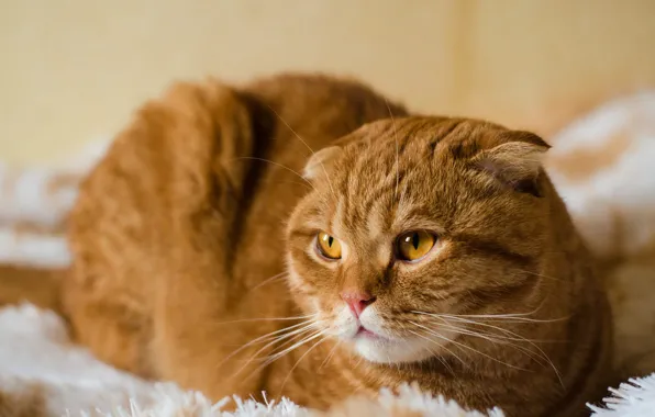 Cat, cat, look, face, background, portrait, fold, red