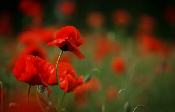 Picture Spring, Spring, Bokeh, Bokeh, Red poppies, Red poppy