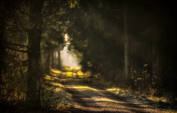 Road, forest, nature