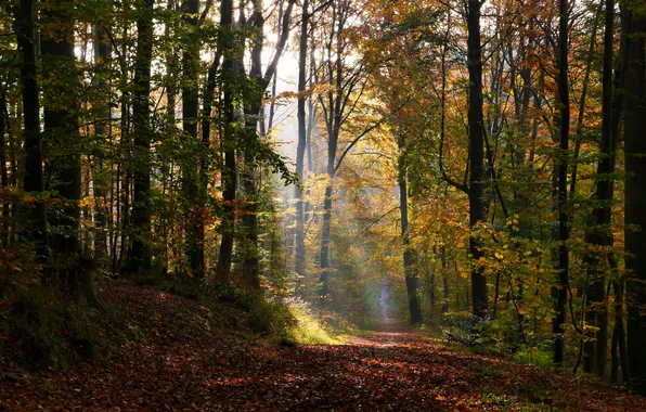 Autumn, forest, trees, forest, path, trees, rays of light, autumn